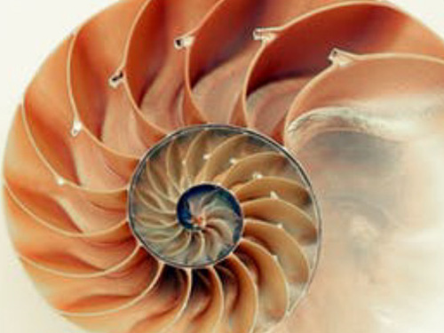 DA-5040（20kg包裝）